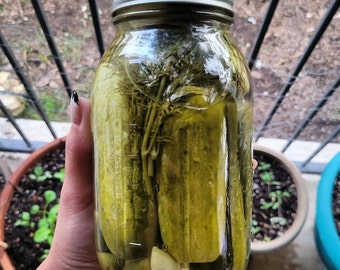 Kosher Style Dill Pickles