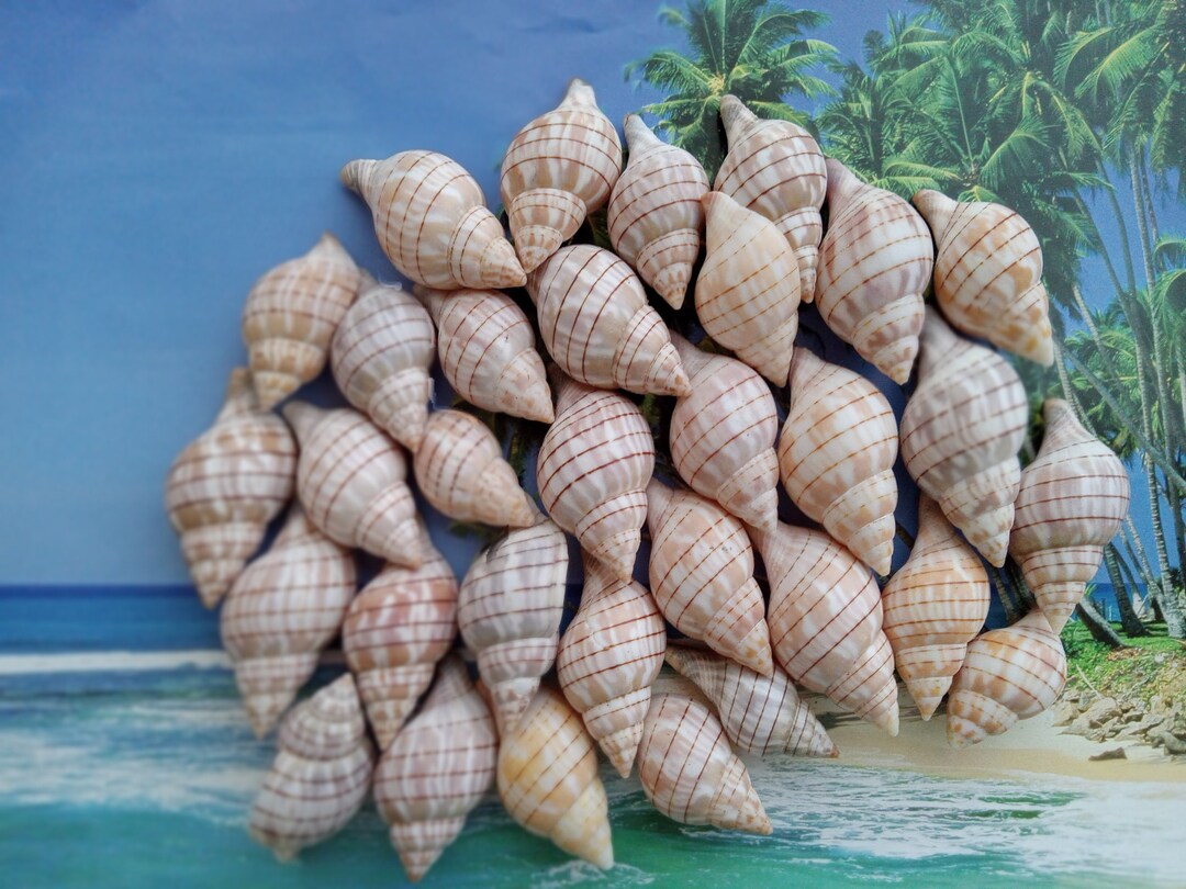Banded Tulip Shells 30 Shells - Etsy