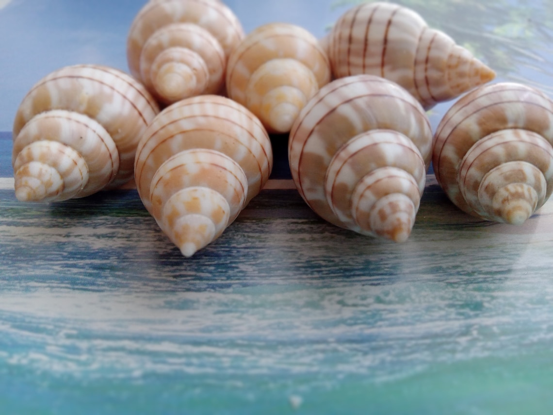 Banded Tulip Shells 30 Shells - Etsy