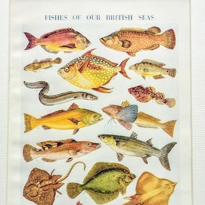1956 Fishes of our British Seas  Original Vintage Print - Rays - Mullets - Ichthyology -  Matted & Mounted - Wall Décor