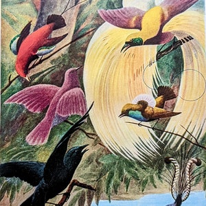 1940 Bright Hued Birds of Paradise Original Vintage Print - Ornithology - Wall Décor