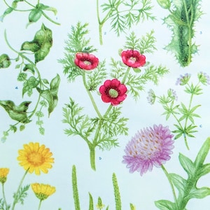 1956 Flowers of The Cornfield II Original Vintage Print - Botanical Décor - Sow Thistle- Chamomile -Scarlet Pimpernel - Mounted - Wall Décor