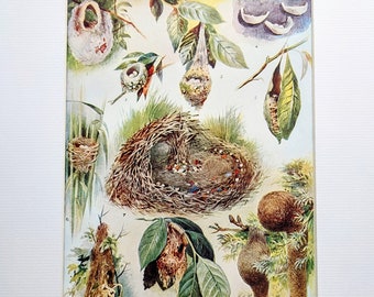 1940 Some Wonderful Bird's nests Original Vintage Print - Wildlife - Ornithology - Mounted & Matted - Wall Décor
