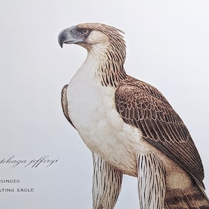 Puede incluir: Ilustración detallada de un águila filipina posada en una rama musgosa. El águila presenta pecho blanco, alas marrones y patas rayadas. La imagen incluye el texto: "Pithecophaga jefferyi" y "SINGES".