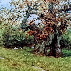 1909 Helen Allingham The Waller Oak, Coleshill Antiker Druck - Illustration - Britischer Aquarellist - Montiertes viktorianisches Wanddekor