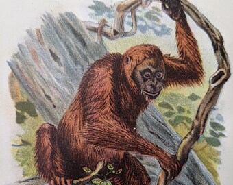 1897 Antieke prent orang-oetan - primaten - natuurhistorie - decoratieve print wilde dieren