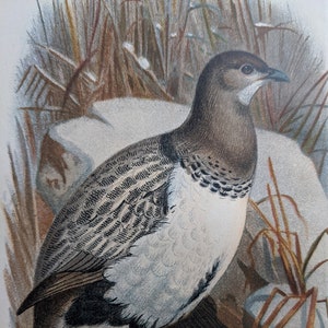 1896 Altai Snow Pheasant Antique Print - Ornithology-  Game Birds - Hunting - Natural History - Wildlife - Decorative Print