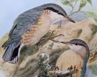 1907 Nuthatch Antique Matted Lithograph -Ornithology- Birds of Britain - Natural History - Wildlife - Decorative Print