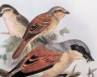 1955年 赤背モズ鳥の版画、ヴィンテージ鳥類学リトグラフ - Etsy 日本
