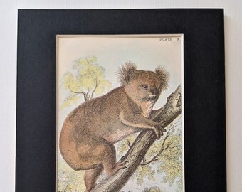 1896 Koala  Original Vintage Print - Natural History - Marsupials, Monotremes - Wildlife