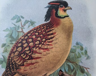 1872年アンティーク鳥類図版：孔雀、キジ、銀キジ、角のあるキジ
