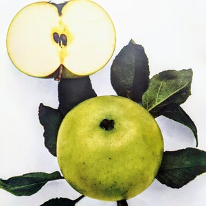 1949 Edward VII Apple Original Vintage Fruit Print - Botanical Print - Wall Décor - Country Décor - Kitchen Décor