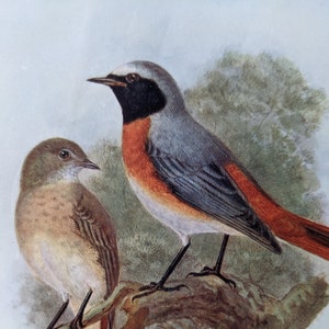以下が含まれることがあります： 枝に止まっている2羽の鳥の絵。左側の鳥は茶色で、胸は薄い茶色。右側の鳥は灰色で、頭は黒く、胸は赤く、尾が長い。