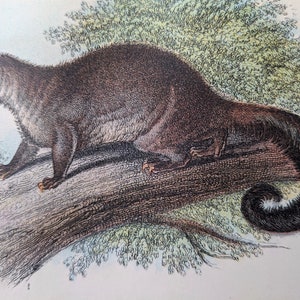 Puede incluir: Una ilustración detallada de un opossum marrón y negro con una cola larga y rizada. El opossum está encaramado en una rama de árbol con hojas verdes en el fondo.