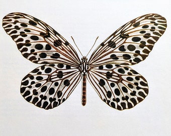 1963 Hestia Lyncea The Tree Nymph Vintage Butterfly Print - Lithograph  Sheet Size - Approx. 10.25 x 8 Inches