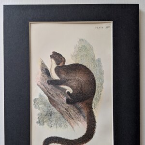 Puede incluir: Una ilustración vintage de un Falangero Volador de Taguan, un tipo de zarigüeya deslizante, posado en una rama de árbol. La ilustración está etiquetada como "Placa XIV" y "Falangero Volador de Taguan".