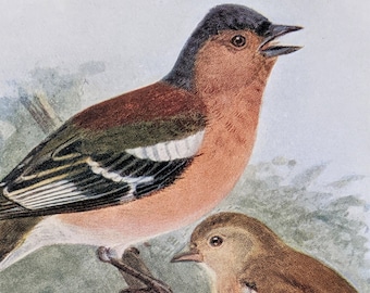 1907 Chaffinch Antique Matted Lithograph -Ornithology- Birds of Britain - Natural History - Wildlife - Decorative Print