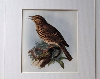 Lithographie originale de grive musicienne de 1907 - ornithologie - oiseaux d'Angleterre - histoire naturelle - vie sauvage - impression décorative