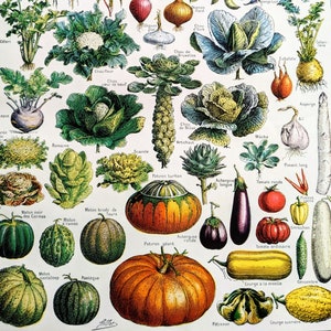 1948 Vegetables Original Vintage Print - Botanical Décor - Botany -  Mounted and Matted - Kitchen Décor