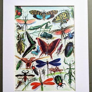 1962 Original Vintage Druck - Schmetterlinge und andere Insekten - Libellen - Käfer - Motten - Bienen - Wanddekoration - mit Passepartout und Passepartout