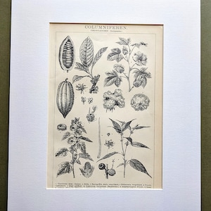 1908 Columniferen Original Antique Print  - Marshmallow - Cacao  -Botany -  Mounted & Matted  - Wall Décor