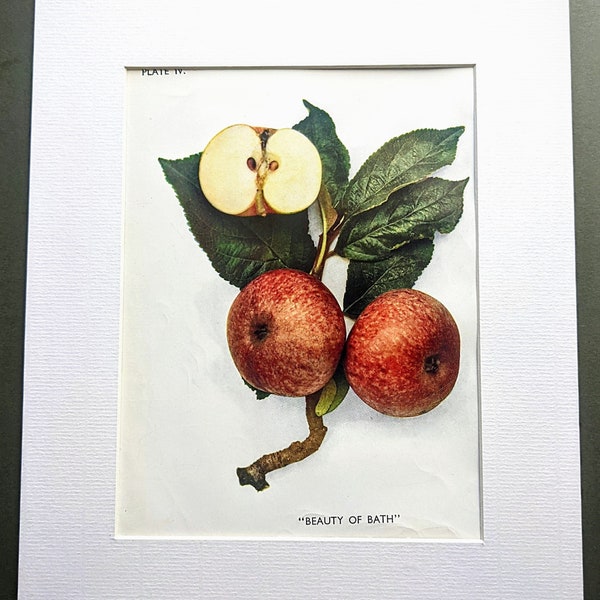 1949 Arthur Turner Apple Original vintage Fruit Print - Impression botanique - Monté et passe-partout - Décoration murale - Décoration campagnarde - Décoration de cuisine