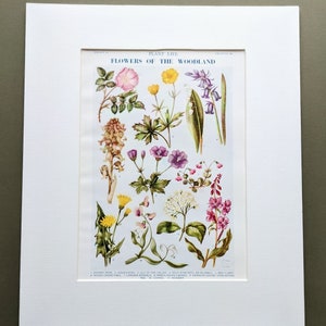 1956 Flowers of The Woodland Original Vintage Druck - Botanisches Dekor - Maiglöckchen - Hyazinthe - Glockenblume - Mattiert - Wanddekor