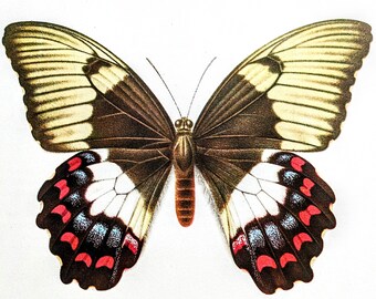 1963 Papilio Aegeus Jaskółczy ogon z sadu - Vintage Butterfly Print - Litografia Rozmiar arkusza - Ok. 10,25 x 8 cali
