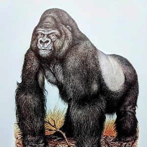 1970  Mountain Gorilla Vintage Print - Animals in Danger of Extinction - Zoology Print - Natural History - Wall Art - Available Mounted