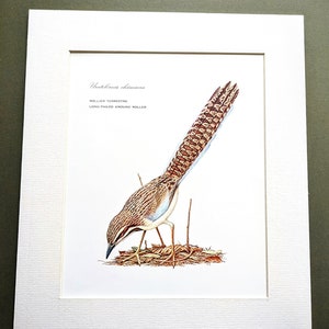 1970 Long-tailed Ground Roller Vintage Print - Animals in Danger of Extinction - Zoology Print - Natural History  - Available Mounted