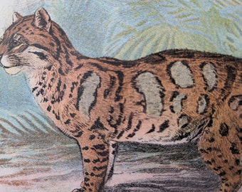 1896 Clouded Leopard Original - Vintage Print - Natural History - Cats - Wildlife - Antique