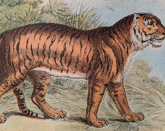 1896 Tiger Original - Vintage Print - Natural History - Cats - Wildlife - Antique -
