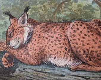1896 Lynx Original - Vintage Print - Natural History - Cats - Wildlife - Antique