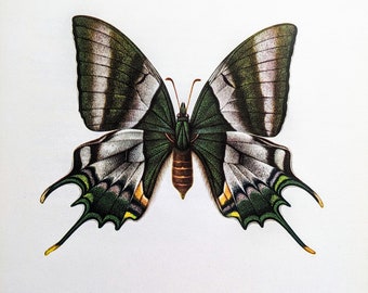 1963 Teinopalpus Imperialis The Kaiser -I-Hind Vintage Butterfly Print - Lithograph  Sheet Size - Approx. 10.25 x 8 Inches