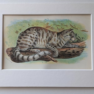 1896 Colocolo Original - Vintage Print - Natural History - Cats - Wildlife - Antique