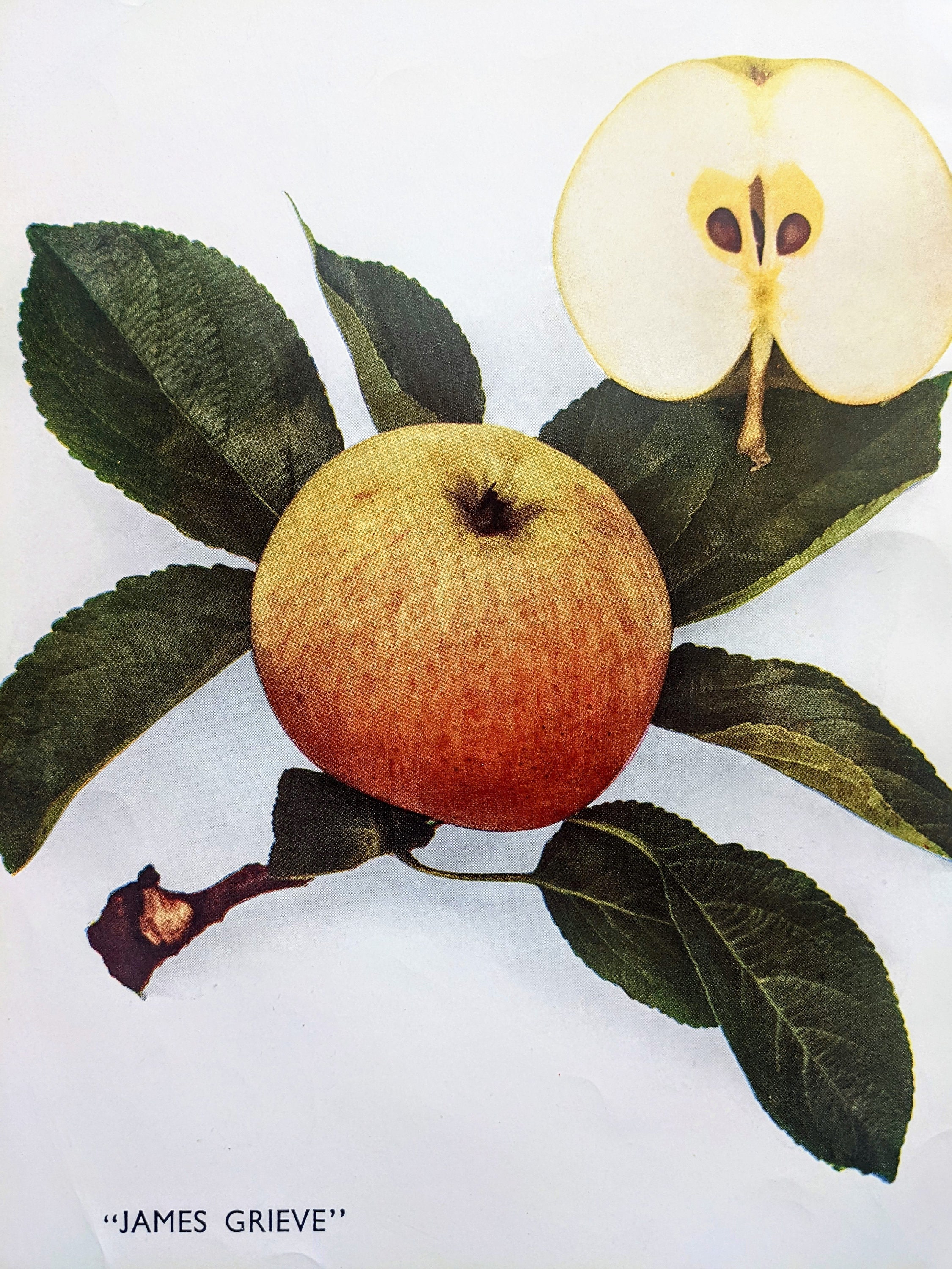 1949 James Grieve Apple Original Vintage Fruit Print