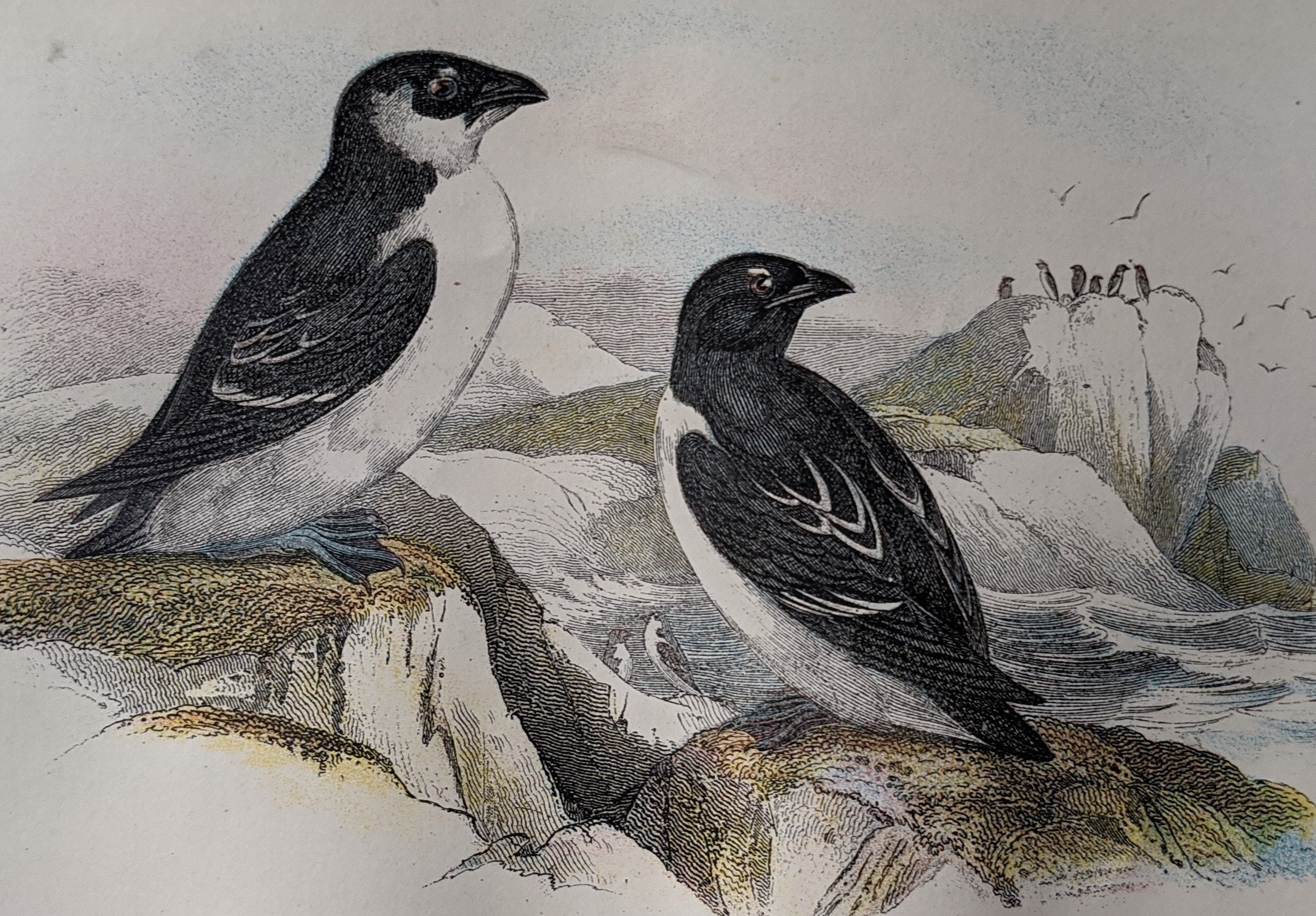Great Auk Lithograph - Etsy