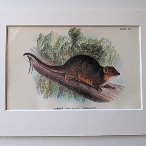 Puede incluir: Una ilustración vintage de un Falangero de cola anillada común, un pequeño marsupial con una cola larga y tupida, encaramado en una rama en un bosque verde. La ilustración está en color y presenta marcas detalladas en el pelaje del animal.