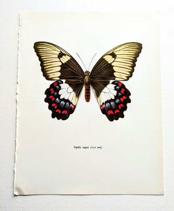 1963 Papilio Aegeus the Orchard Swallowtail - Vintage