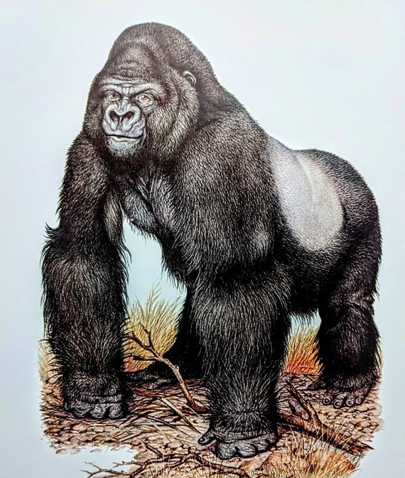 1970 Mountain Gorilla Vintage Print - Animals in Danger of