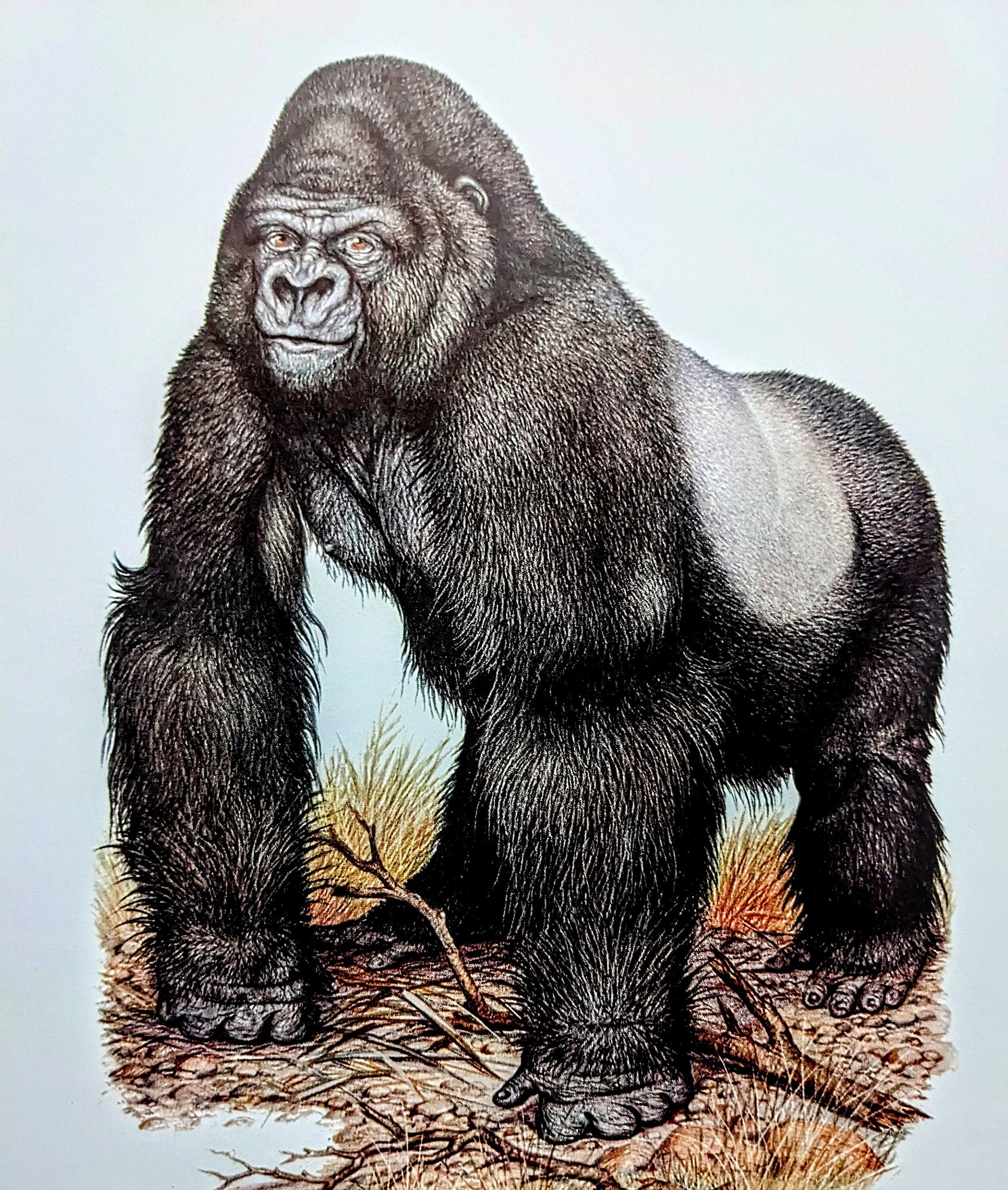 1970 Mountain Gorilla Vintage Print - Animals in Danger of