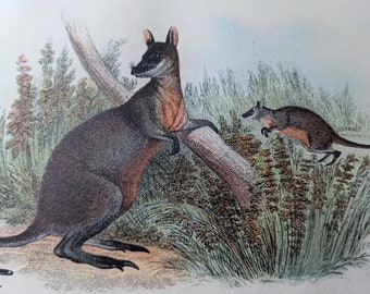 Wallaby à queue noire de 1896, impression vintage originale - histoire naturelle - marsupial et monotrèmes - décor animalier - antiquité