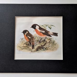 May include: A vintage illustration of two birds with black, white, and orange markings perched on a branch. The birds are surrounded by green foliage.