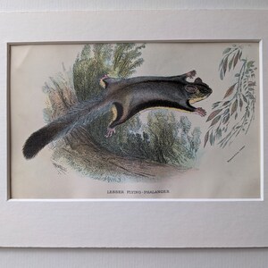 Puede incluir: Una ilustración vintage de un Falangero Volador Menor, un pequeño marsupial con una cola peluda y grandes ojos oscuros, deslizándose por el aire con su membrana extendida. La ilustración está en un estilo detallado y realista con un fondo de follaje.