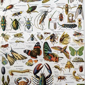 1948 Arthropods Original Vintage Print Mounted Matted Butterfly Moth Bee Wasp 1948 Arthropods Original Vintage Print Mounted Matted Butterfly Moth Bee Wasp