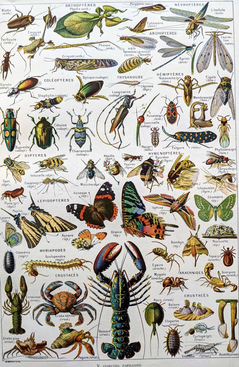 1948 Arthropods Original Vintage Print Mounted &amp; Matted - Etsy