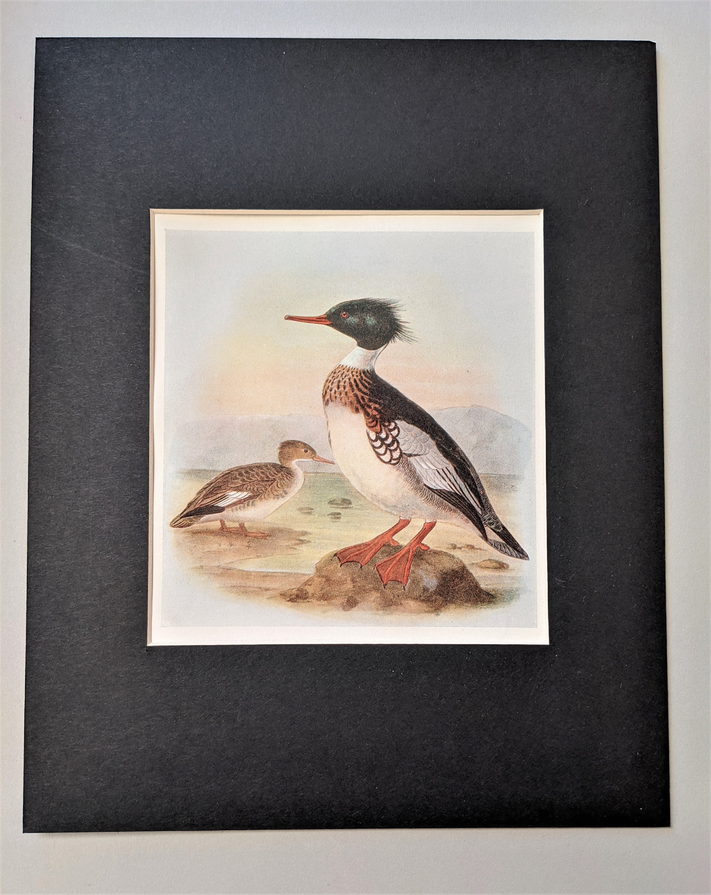 1907 Red-Breasted Prototyp Antique Matted Lithographie Ornithology