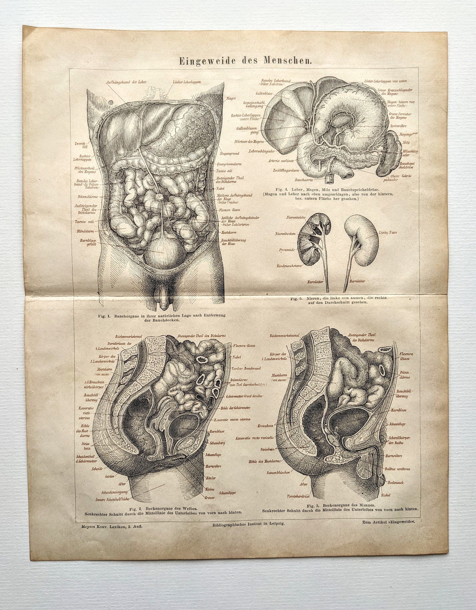 1875 Anatomische Studie der Eingeweide des Menschen Original Etsy.de