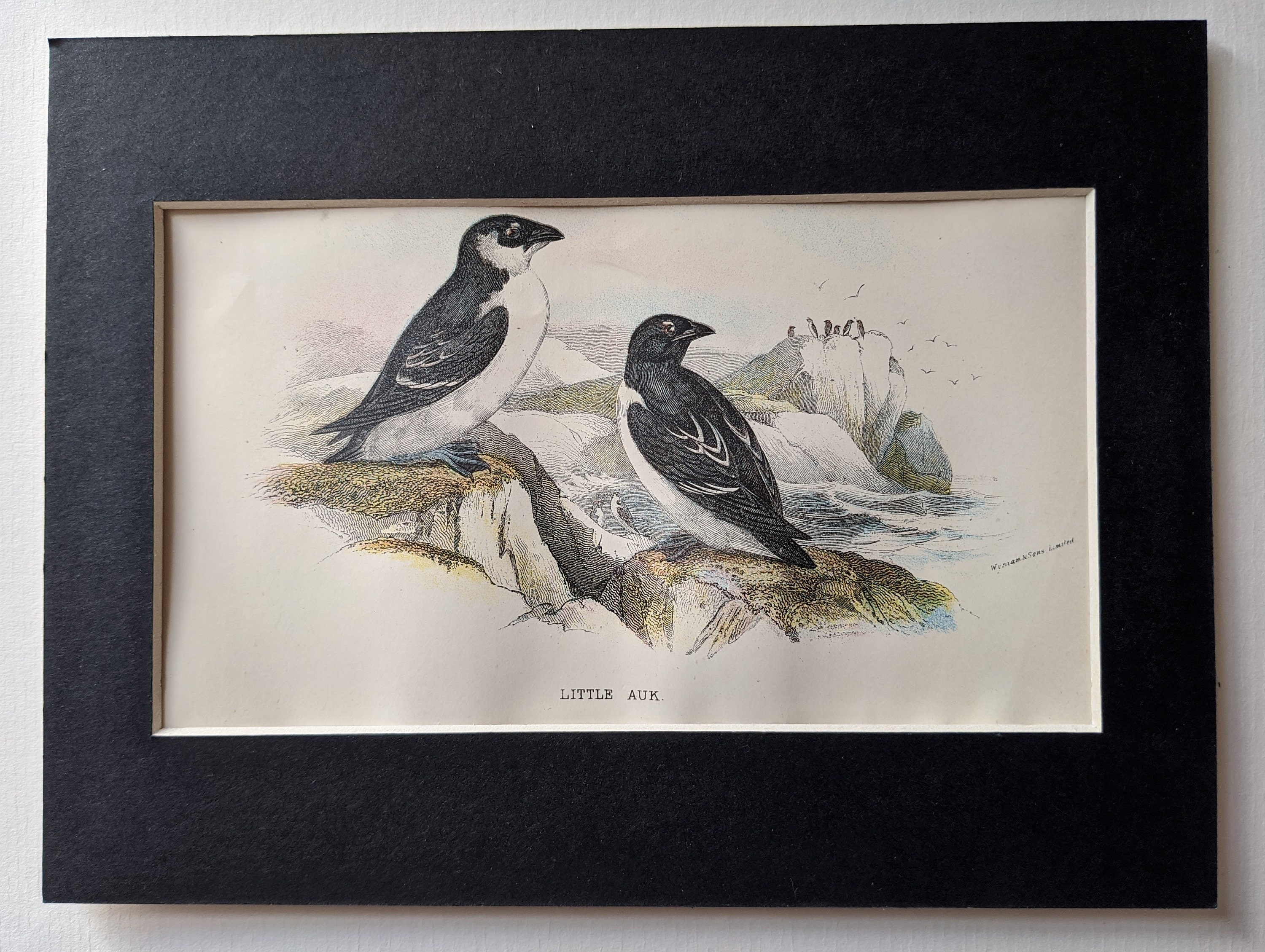 Great Auk Antique - Etsy