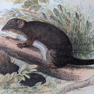 Puede incluir: Ilustración antigua de un pequeño animal de pelaje oscuro, posiblemente una zarigüeya, posado en una rama de árbol. La obra de arte presenta sombreado detallado y un estilo naturalista, con follaje circundante en tonos verdes y marrones apagados.